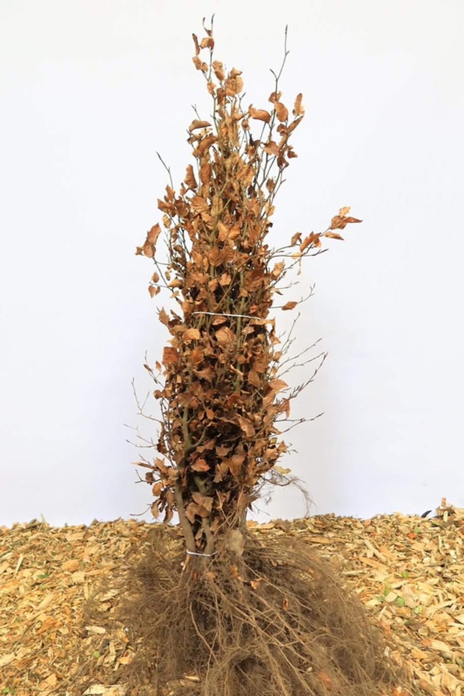 Fagus sylvatica - 100-120 CM bare root 1/2